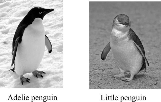 Penguins can vary significantly in their body mass. When fully grown, the Little penguin (Eudyptula minor) attains a height of around 40 centimetres and a weight of around 1000 grams.