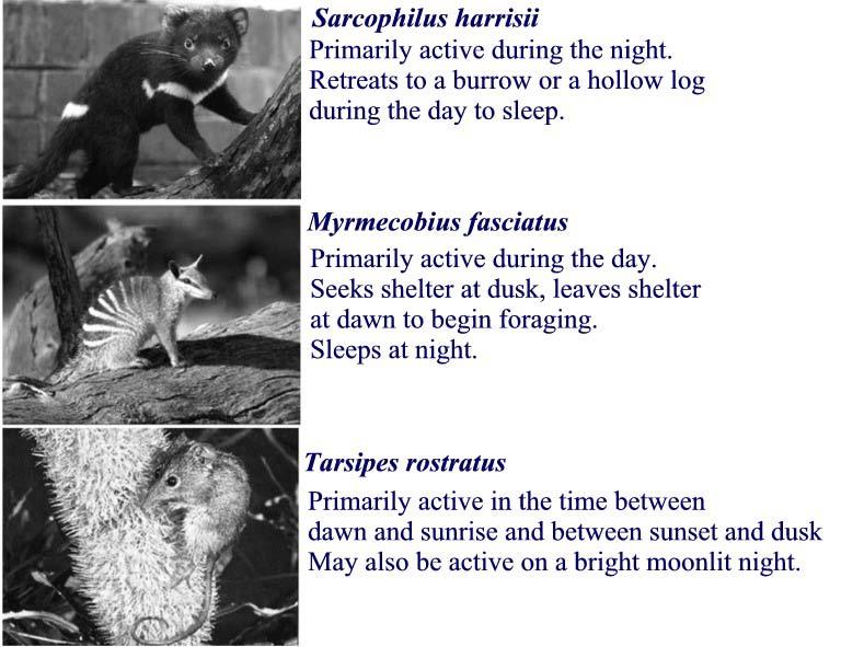 17 b. What environmental cue is most likely to induce torpor in marsupials? The revolution of the Earth on its axis every 24 hours influences the activity patterns of marsupials.