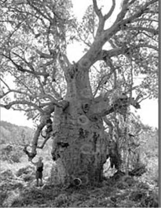 4 Question 5 The boab tree, Adansonia gregorii, is able to survive in hot dry climates by storing water in its trunk and by dropping its leaves at times when evaporation is greatest.