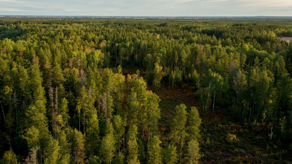 Boreal Forest Largest vegetation zone in Canada Follows mostly the same borders as the subarctic climate