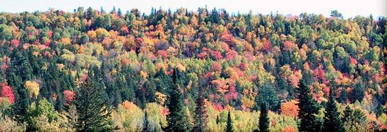 Mixed Forest A large vegetation zone between the boreal forest and the small deciduous forest of Southern Ontario A large variety of trees both coniferous and deciduous; In New Brunswick we have the