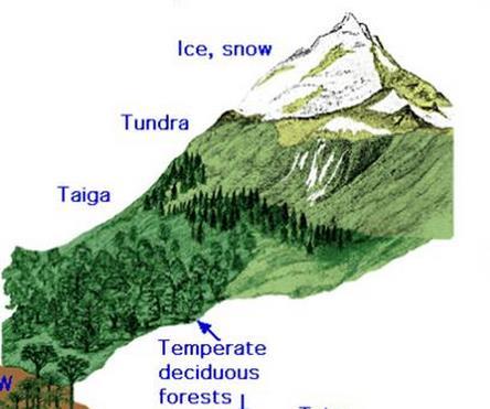 Mountain Varied elevations result in varied vegetation in