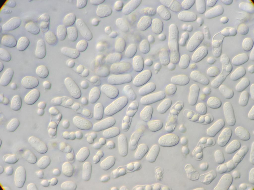 Schizosaccharomyces pombe Fission