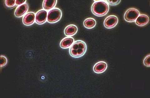 Candida albicans human pathogen