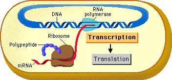 Transcription and Translation Slide 29 / 143 Transcription Transcription and translation occur in