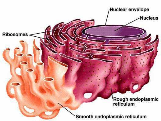 Note: The plasma membrane is also considered part of this system The Endomembrane System Slide 68 / 143 Endoplasmic Reticulum Slide 69 / 143 When RN