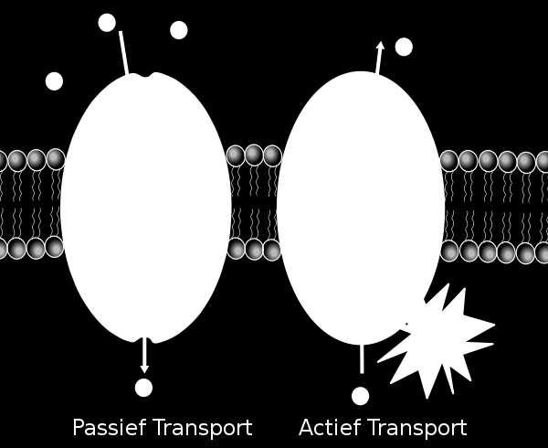 Membrane Transport - Review Passive transport is the movement of substances from an area of high concentration to an area of low concentration without the requirement an energy input.