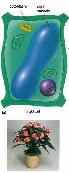 The plant cell will not explode or lose its shape like an animal cell would in a hypotonic environment.