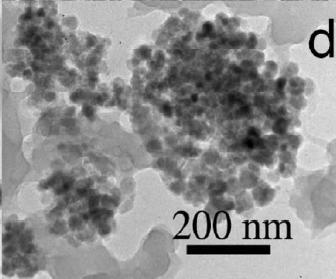 TEM image of magnetic nanoparticles attached to the surface of the PNIPAM microgel.