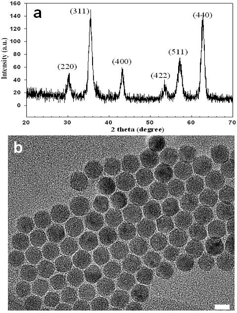 Monodispersed γ-fe 2 O 3 nanoparticles Thermal decomposition of iron pentacarbonyl, Fe(CO) 5, in the presence of oleic acid produced monodispersed metal iron particles.
