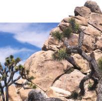 The Joshua tree grows to forty feet.