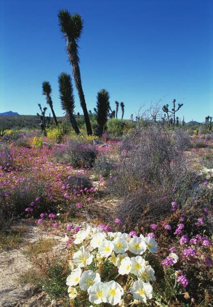Quick to Flower flowers blooming in the desert Some parts of a desert can become very colorful after it rains. Many plants make flowers only when it rains. The flowers that bloom hold seeds.