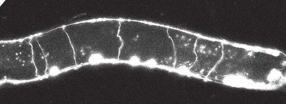 Figure 3. Neurons That Lack Syntaxin Have Normal Morphology (A) GABA neuron development is presented.