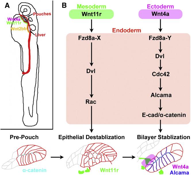 Figure 6. Model of Pouch Formation (A) Wnt4a and Wnt11r may play analogous roles to Wnt2bb during the budding of the endodermal pouches and liver, respectively.