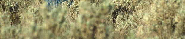 ) Tobosa (Hilaria mutica), bush muhly (Muhlenbergia porteri), black grama (Bouteloua eriopoda) )