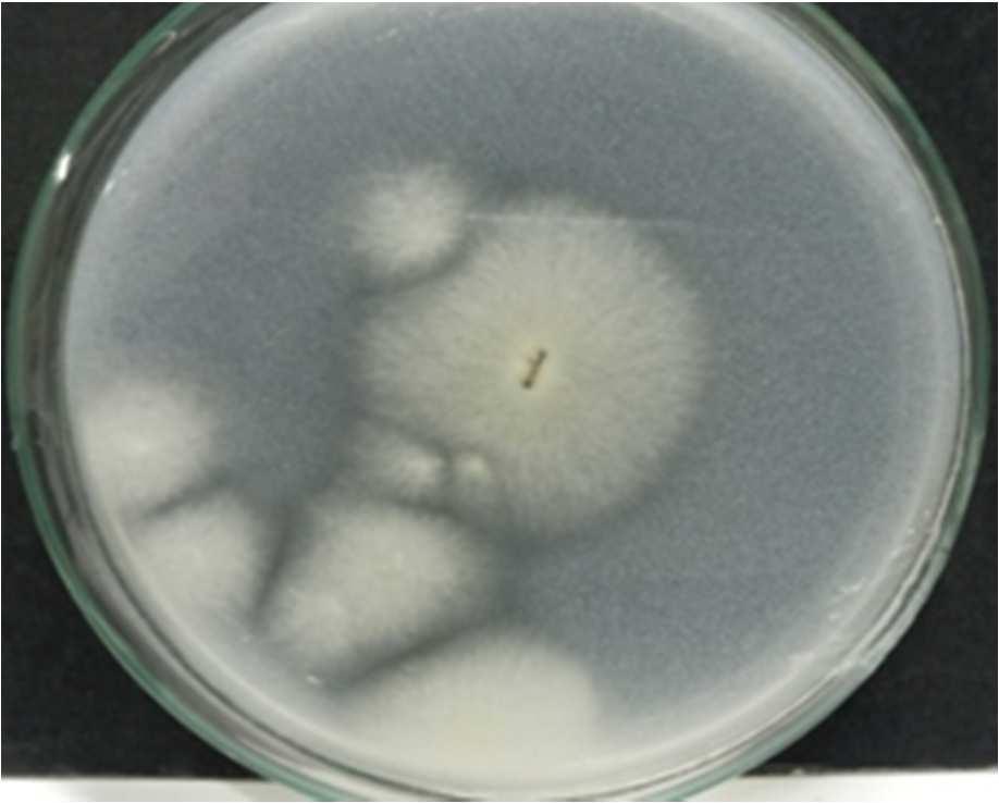 Clear zone around the growth colony of Aspergillus sp2 A 3,49 4,01 15 B 3,1 3,51 13 C 3,41 3,62 6 D 3,86 4,16 8 Strains Penicillium and Aspergillus fungi are the most powerful PSM9 (Whitelaw, 2000;