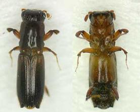 2 nd Gen end emerge 1709 3076 2139 3850 2492 4486 Sources: 1. APHIS PPQ pest datasheet Exotic Wood Borer/Bark Beetle Survey Reference 2013. Damaged wood Adult Males -usually 1 gen.