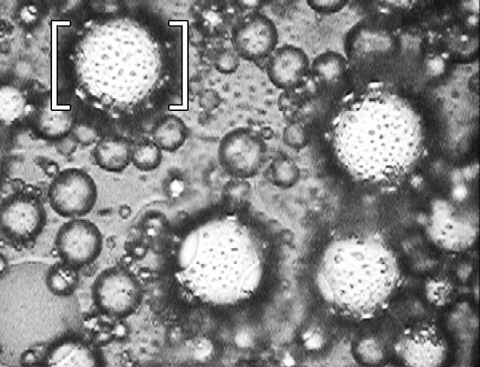 This explanation is confirmed by photomicrographs which are taken with a modular biological microscope Olympus SKH41 and presented in figures 9 and 10. Figure 9.