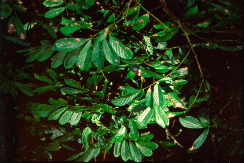 Poison vine leaves - Nahiku,