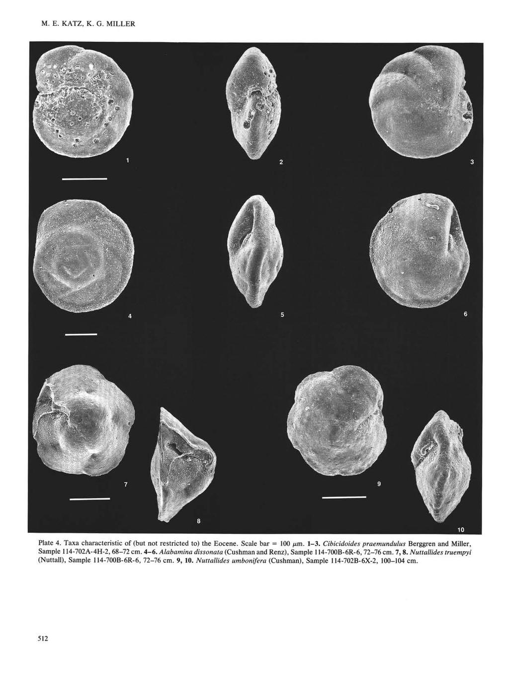M. E. KATZ, K. G. MILLER Plate 4. Taxa characteristic of (but not restricted to) the Eocene. Scale bar = 100 µm. 1-3. Cibicidoides praemundulus Berggren and Miller, Sample 114-702A-4H-2, 68-72 cm.