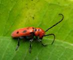 live in the same area as Tetraopes longhorn beetles. Plants produce spectacular toxins that kill potential herbivores.