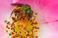 on pollen Hymenoptera Sweet nectar