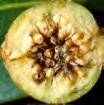 Coevolution: Figs & Fig Wasps