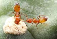 Plant associations with ants Ants may tend aphids or butterfly larvae (negative) Ants may gather leaves or