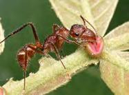 (myrmechory, positive) Ants may live in plant domatia and protect plant from herbivory (positive) Extrafloral