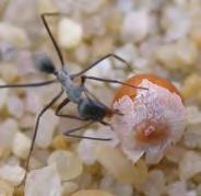 ants Ants carry seeds to their nests Seed Dispersal by Ants: Myrmecochory Elaiosomes are