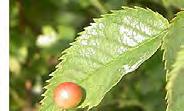 rosette galls initiation growth insects alter plant