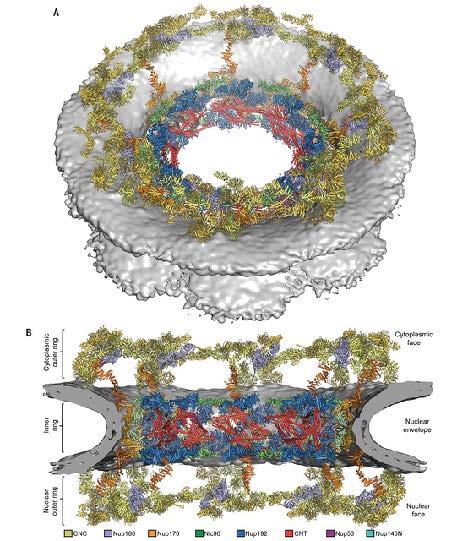 Modeling the entire Nuclear Pore Complex 1. The most complete structure 2.