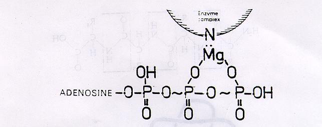 Nitrogen Provides Functional Groups at