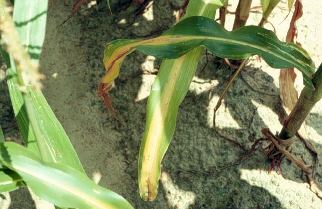 N Deficiency in Field-grown Corn (Maize) chlorosis of