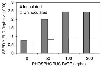 Figure 4-7. Soybean yield as influenced by P availability and inoculation. (Singleton et al.