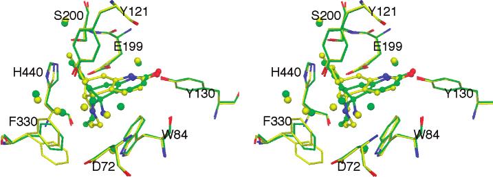 Active Site Rearrangement of AChE Biochemistry, Vol. 41, No. 35, 2002 10813 FIGURE 3: Stereoview of a superposition of complexed structures of TcAChE/(-)-HupA (gray) and TcAChE/(-)-HupB (yellow).