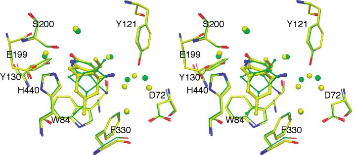 10814 Biochemistry, Vol. 41, No. 35, 2002 Dvir et al. FIGURE 5: Stereoview of a superposition of two TcAChE structures complexed with (-)-HupA (green) and (+)-HupA (yellow).