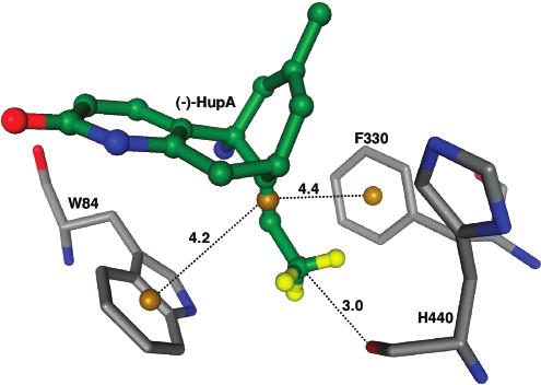 Active Site Rearrangement of AChE Biochemistry, Vol. 41, No. 35, 2002 10815 FIGURE 7: Interaction of (-)-HupB with the anionic site of TcAChE.