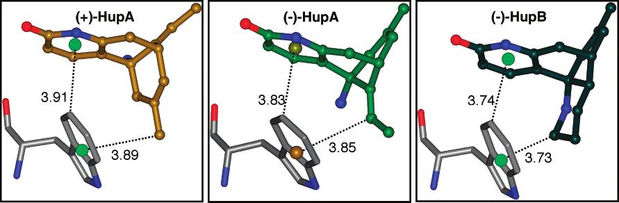 10816 Biochemistry, Vol. 41, No. 35, 2002 Dvir et al. FIGURE 11: Possible mutual C-H π interactions utilized by HupA and its analogues for binding to TcAChE.