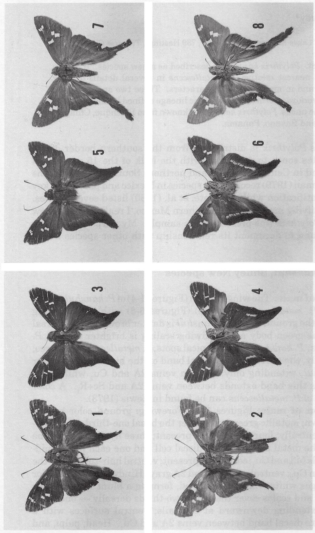 Figures 1-4. Polythrix kanshul; 1, dorsal view, holotype male, Palenque, Mexico; 2, ventral view of previous specimen; 3, paratype male, Bayano, Panama; 4, ventral view of previous specimen.