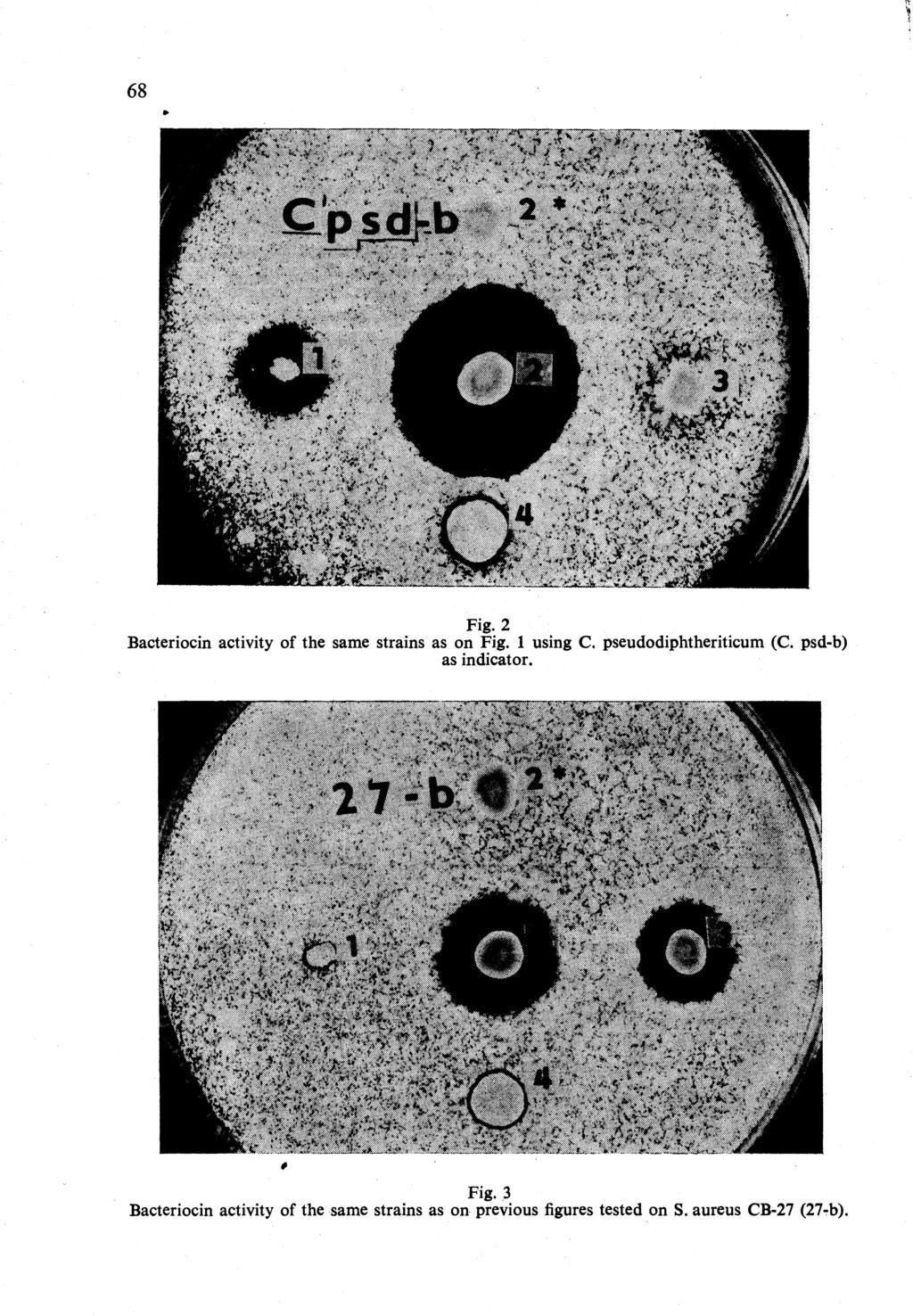68 Fig. 2 Bacteriocin activity of the same strains as on Fig. 1 using C. pseudodiphtheriticum (C.