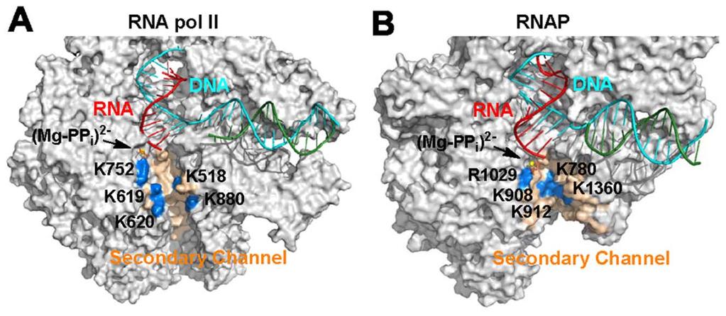 Author Summary Pyrophosphate ion (PP i ) release is a critical step in the nucleotide addition cycle of transcription elongation.