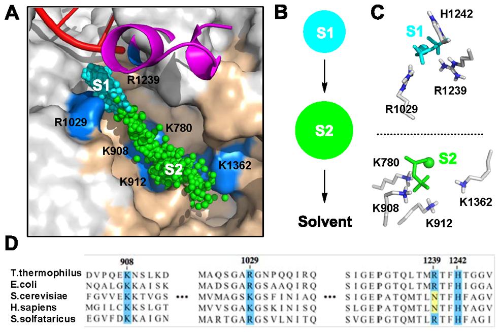 PPi Release in Bacterial RNA Polymerase Figure 2. A two-state mechanism for the PPi release in RNAP revealed by the MSM. (A) Two metastable states (S1 and S2) are identified.