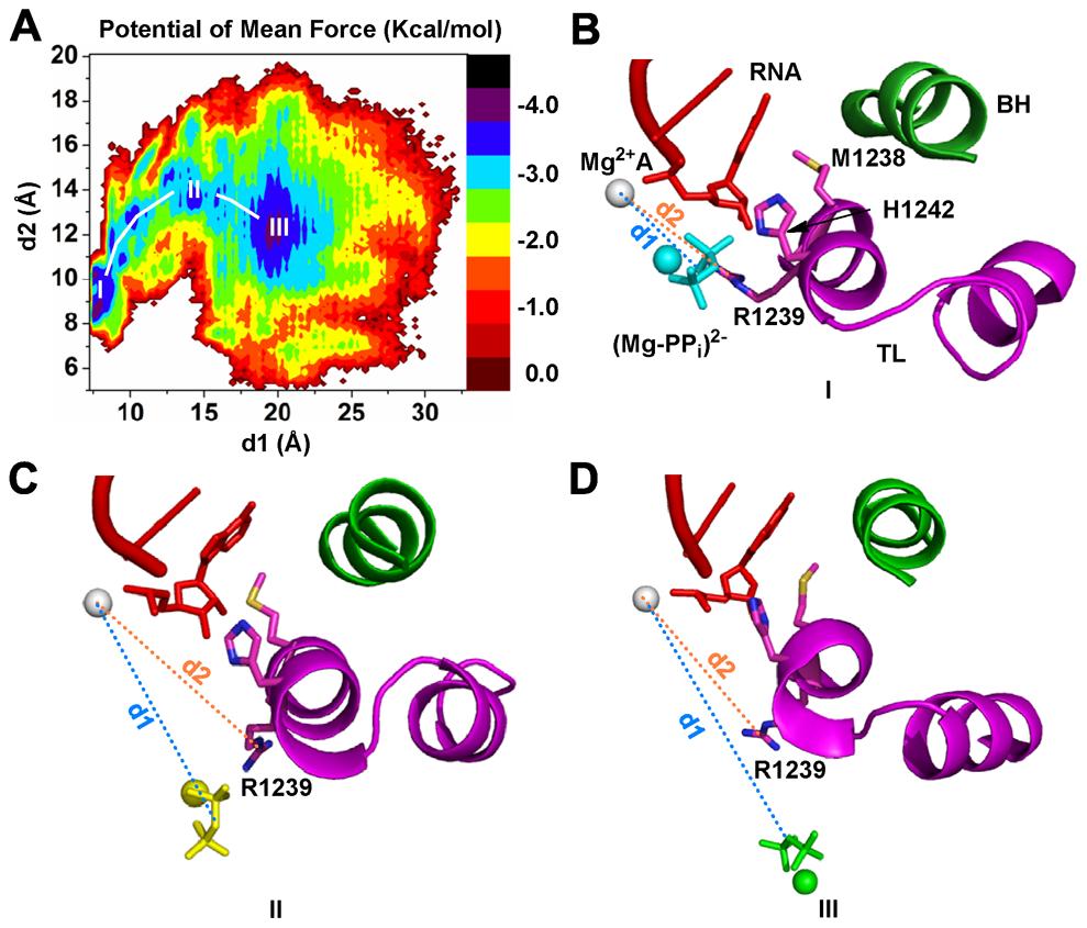 Figure 4. Single mutant simulations reveal the roles of the critical residues H1242, R1239 and R1029 in the PP i release.