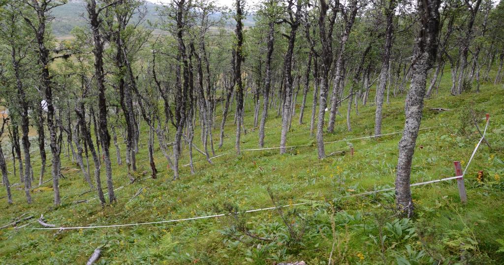 Ground vegetation Dwarf shrubs