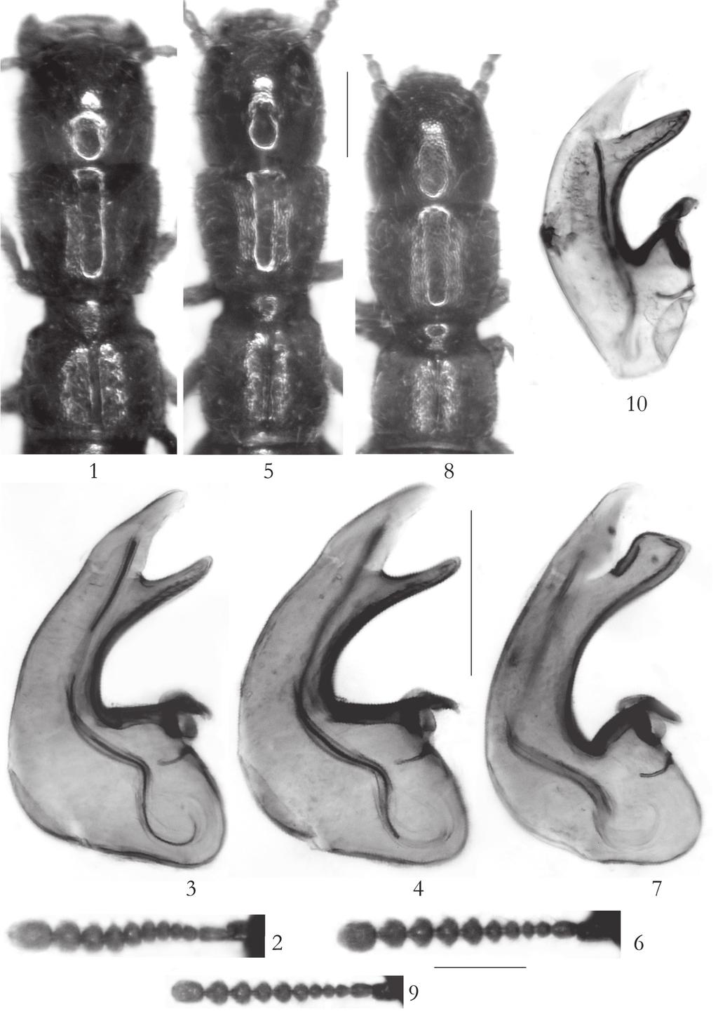 350 ASSING, V.: Three new species of endogean Osoriini from southern Spain Figs 1-10: Lusitanopsis andujari sp. n. ( 1-4), L. segurica sp. n. ( 5-7), and L.