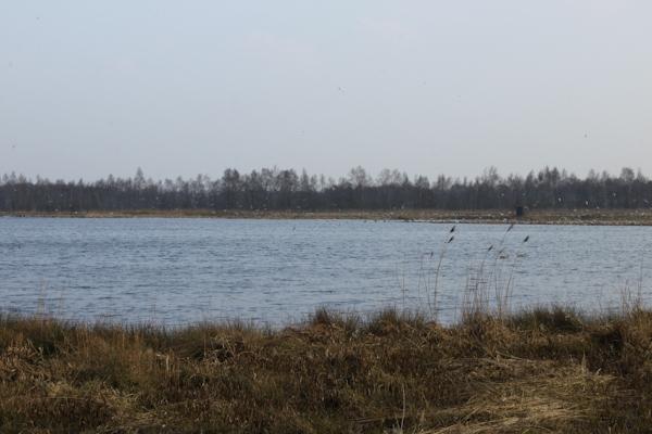 Finding a bird by its song Which birds are living in this German marshland?