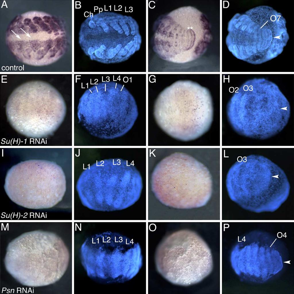 M. Schoppmeier, W.G.M. Damen / Developmental Biology 280 (2005) 211 224 217 Fig. 4. The expression of hairy in Su(H) and Psn RNAi embryos is lacking.