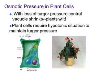 Water potential of a cell = turgor pressure + solute