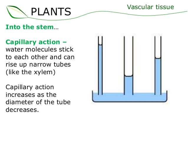 Transpiration Transpiration: Loss of water from the leaves (through stomata) and stems by